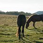 草をはむ馬。朝日を浴びて輝く毛皮。